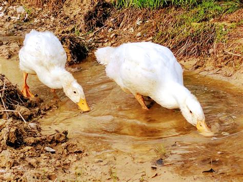 Pekin Duck Breed Guide - Start Here