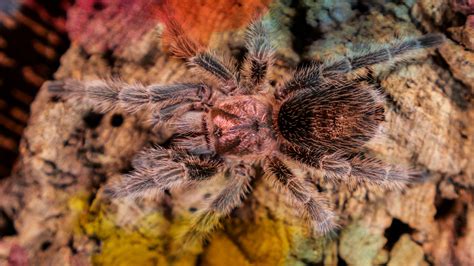 Rose Hair Tarantula Baby