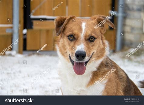Red Border Collie Mix