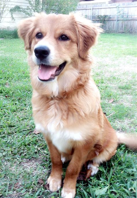Golden Retriever German Shepherd Mix