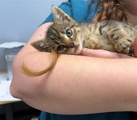 About | Vogel Veterinary Hospital