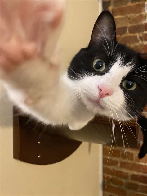 Coffee, Books and Cats — A Sanctuary Cafe