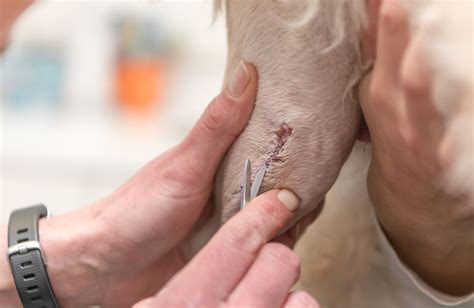 Removing a continuous suture-Top Surgical Suture Factory