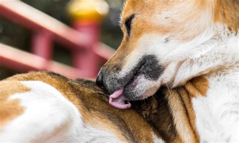 5 Common Reasons Why Your Dog Keeps Itching - A-Z Animals