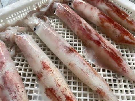 The Rise in Chinese Import of Frozen Squid Amidst Export Decline ...