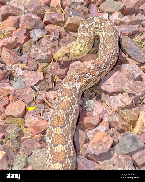 Arizona gopher schlange -Fotos und -Bildmaterial in hoher Auflösung – Alamy