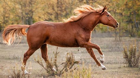 13 Intriguing Facts About The American Quarter Horse - Animalko