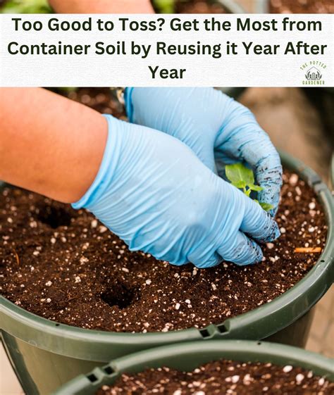 Easy Guide To Companion Planting In Containers - The Potted Gardener