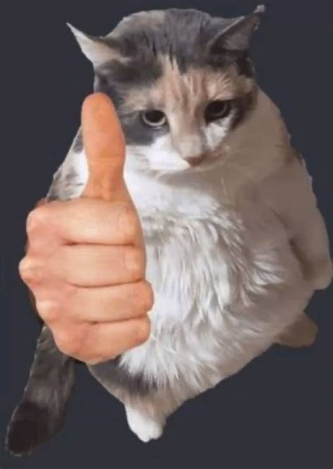 Cat thumbs up | Silly cats pictures, Funny cats, Cat memes