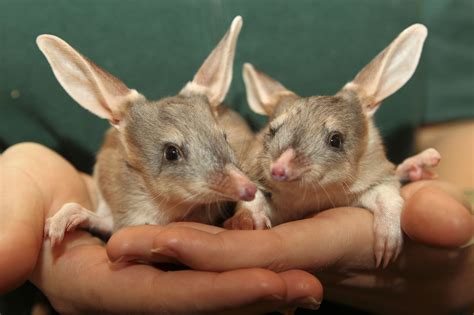 Have You Ever Seen a Baby Bilby's Eyes, In the Dark...? | Bilby animal ...