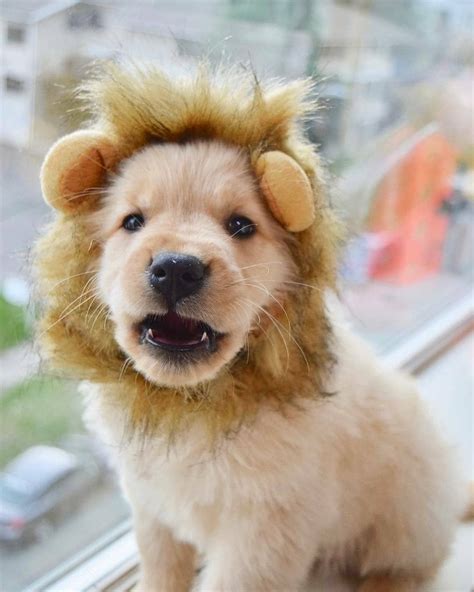 The Best Fluffy Golden Retrievers 2022 - Kinds of puppies