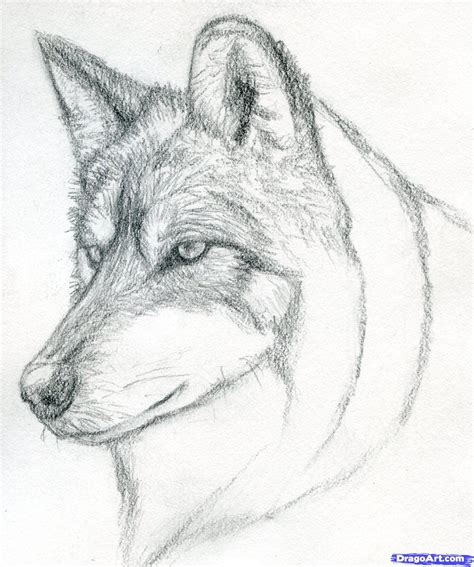 Wolf Sketch Easy at PaintingValley.com | Explore collection of Wolf ...