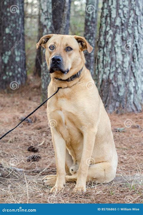 Mastiff Lab Mix