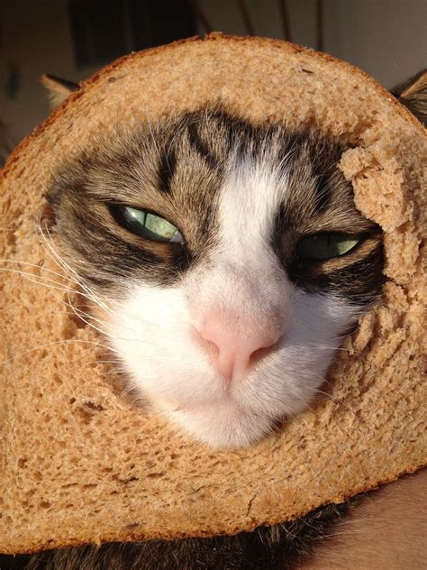 Cats In Bread