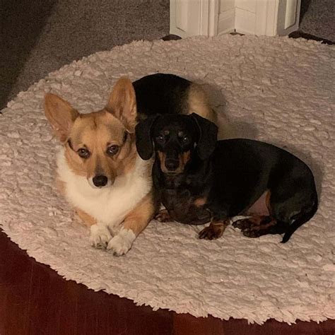 Corgi Dachshund Mix: Fall In Love With The Dorgi