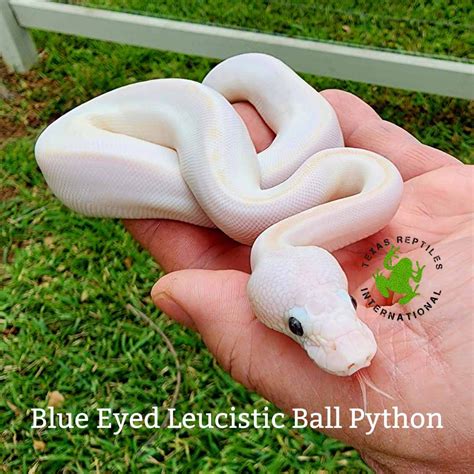 Blue Eyed Leucistic