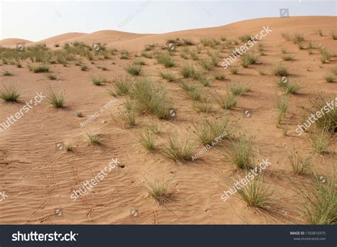 944 High Desert Ecosystem Images, Stock Photos & Vectors | Shutterstock