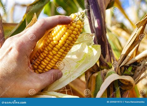 Cobs of Juicy Ripe Corn in the Field Close-up. a Man S Hand Checks the ...