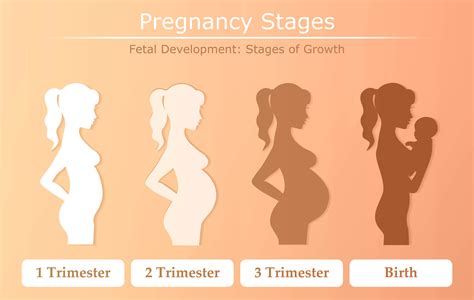 Gestational Stages Of Pregnancy Pregnancy Anatomy Print Phases Of