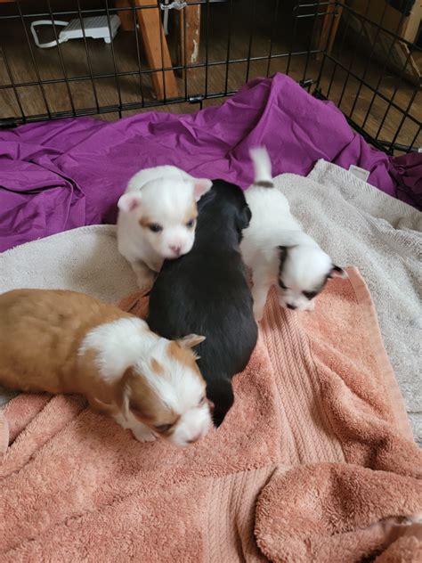 Chihuahua Puppies For Sale | Blue Lake, CA #634563 (0)