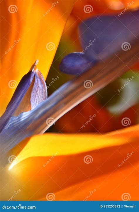 A Bird of Paradis Flower in Sunlight Stock Photo - Image of bird ...