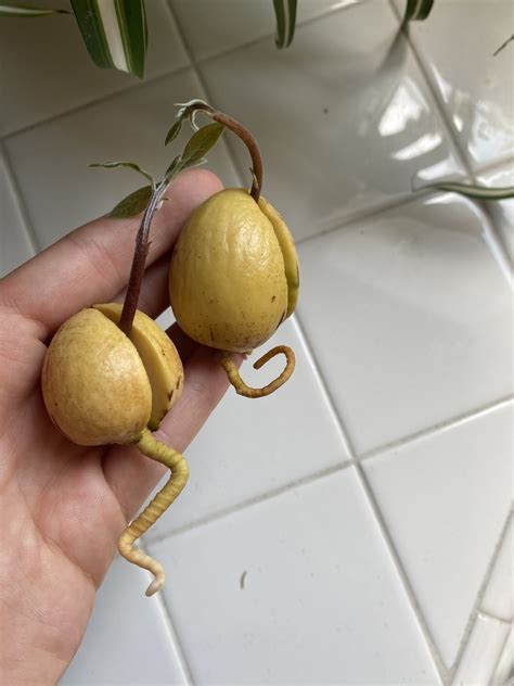 How to Grow An Avocado Tree From Seed — GOLDEN FORREST