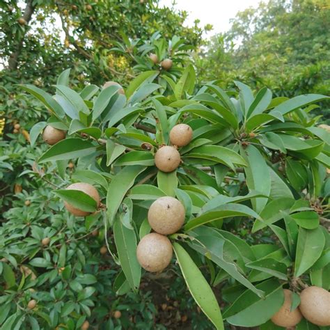 Chiku Ke Fayde - चीकू की तासीर व चीकू के बीज के फायदे