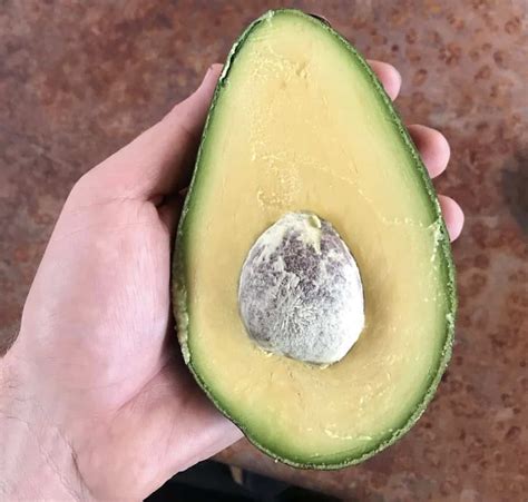 Sharwil Avocado Grow Guide - Tropical Tree Guide