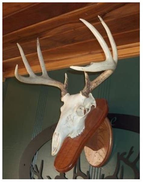 European Deer Skull Taxidermy Mount - Etsy
