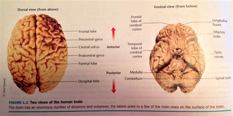 Dorsal and Ventral views of the brain | Cerebral cortex, Occipital lobe ...