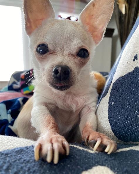 this is my bestest buddy who just passed away the other day, and i’m ...