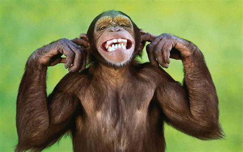 Download Cute Monkey Photo Covering Ear Wallpaper | Wallpapers.com