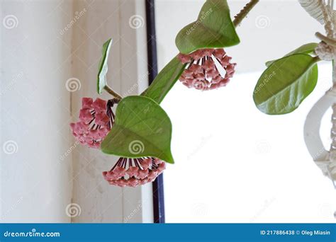 Wax Plant Buds Clusters Closeup. Rare Homeflower with Waxy Leaves and ...