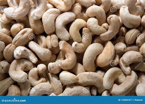 Raw cashew nuts stock image. Image of phosphorus, nutrition - 14368167