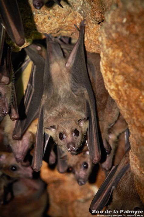 Egyptian Fruit Bat Baby