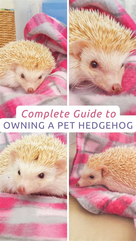 The Ultimate Guide to Owning a Pet Hedgehog