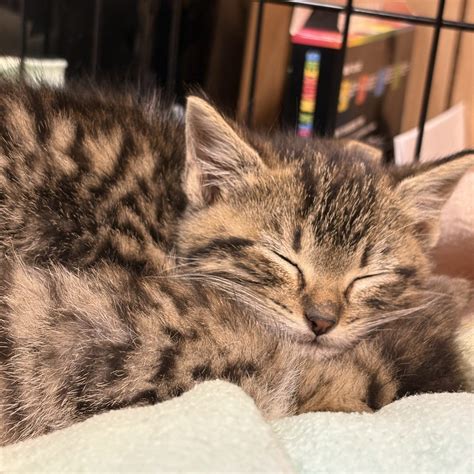 Putting the Kibosh on Kitten Season in Ohio - Catster