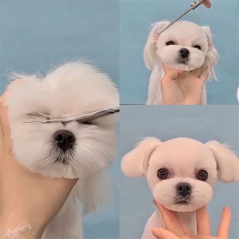 Diy Dog Grooming Maltese at Ruth Flaherty blog