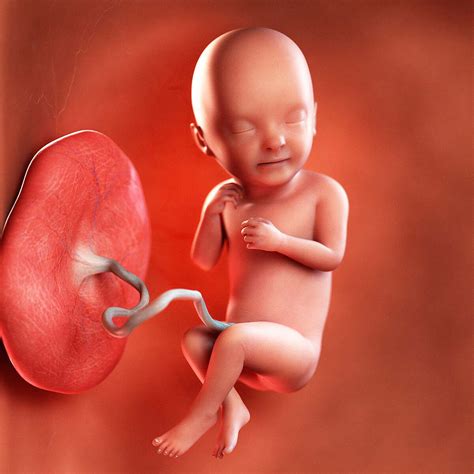 33 Weeks Pregnant Fetal Development 33 Week Old Baby Born 2025