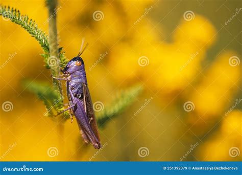Langosta Morada Brillante Sentada En El Tronco De La Planta Contra ...