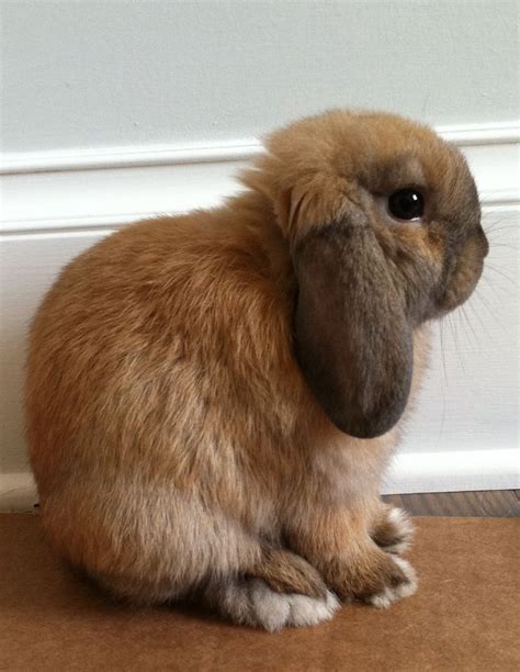 Holland Lop Bunny