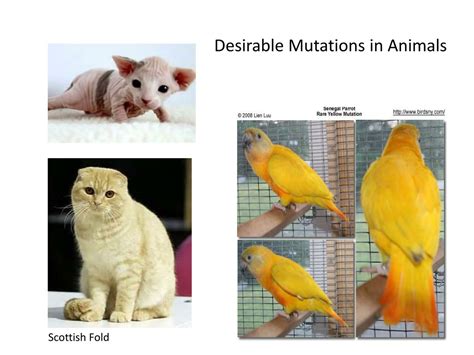 PPT - Mutations PowerPoint Presentation, free download - ID:411095