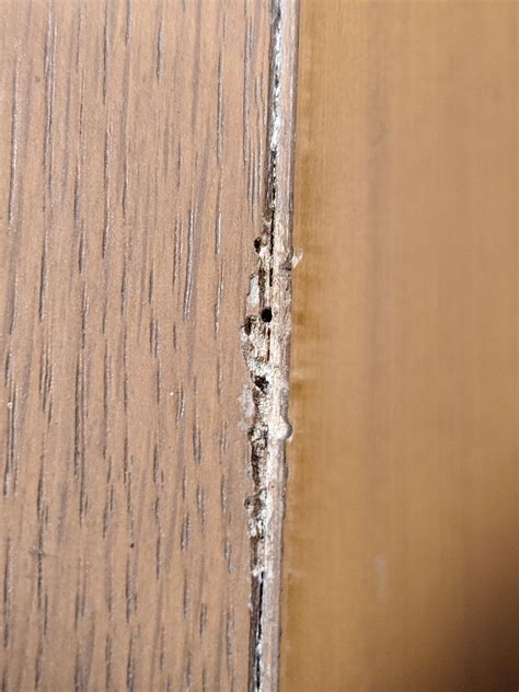 Found this between the wall and floor? Termites? : r/Termites