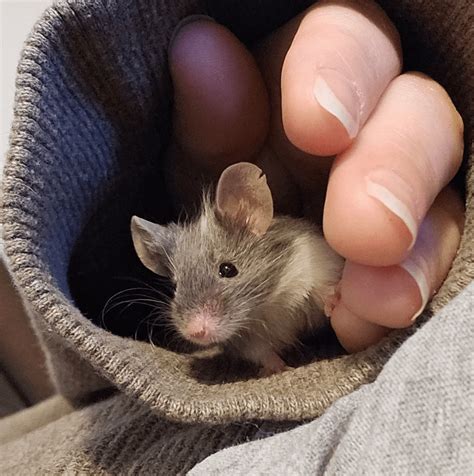 Mr. Jingles, the sweetest mouse there ever was. : r/cute