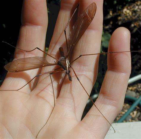Crane Fly Do They Bite
