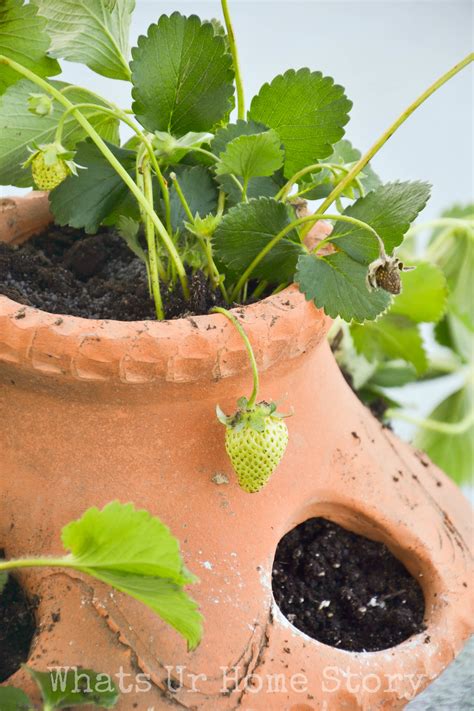 How To Plant Strawberry In Strawberry Pot at Mary Trudel blog