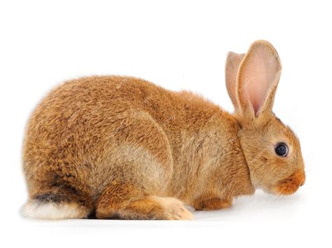 Premium Photo | Brown rabbit isolated