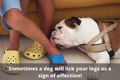 Why Dogs Like To Lick Feet