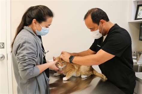 Is There a Home Remedy for Vestibular Disease in Cats? | Southeast ...