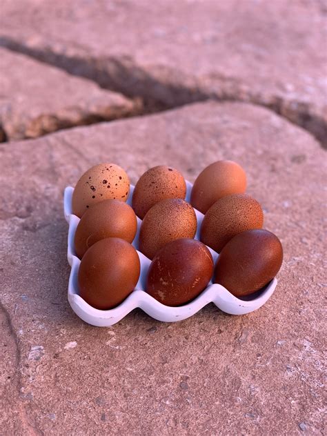 Welsummer Eggs